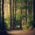 Woods