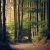 woods